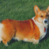 Welsh Corgi Dog Diamond Painting