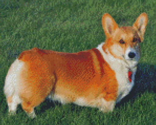 Welsh Corgi Dog Diamond Painting