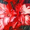 Cool Gladiolus Diamond Painting