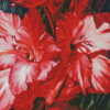 Cool Gladiolus Diamond Painting