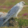 White Gyrfalcon Diamond Painting