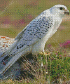 White Gyrfalcon Diamond Painting