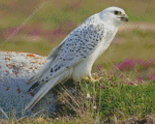 White Gyrfalcon Diamond Painting