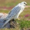 White Gyrfalcon Diamond Painting