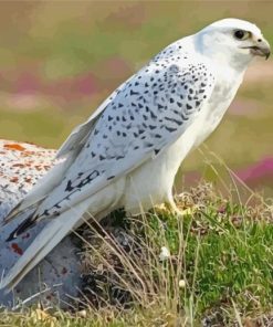 White Gyrfalcon Diamond Painting