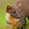 Pine Marten Diamond Painting