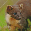 Pine Marten Diamond Painting