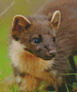 Pine Marten Diamond Painting