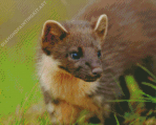 Pine Marten Diamond Painting