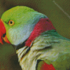 Alexandrine Parakeet Diamond Painting