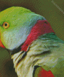 Alexandrine Parakeet Diamond Painting