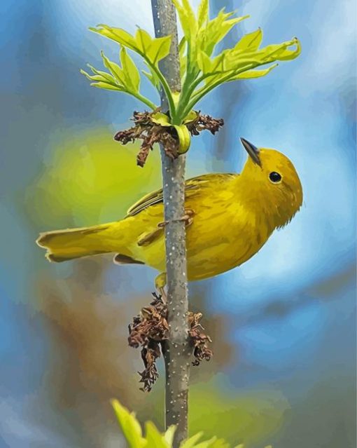 Warbler Bird Diamond Painting