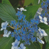 Bluebird Hydrangeas Plants Diamond Painting