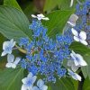 Bluebird Hydrangeas Plants Diamond Painting