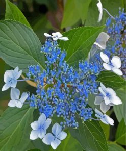 Bluebird Hydrangeas Plants Diamond Painting