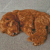 Caramel Cockapoo Diamond Painting