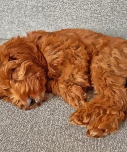 Caramel Cockapoo Diamond Painting