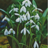 Flowers Snowdrops Diamond Painting