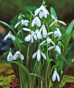 Flowers Snowdrops Diamond Painting