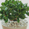 Jade Plant Diamond Painting