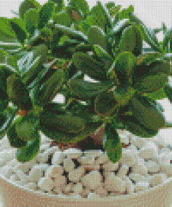 Jade Plant Diamond Painting