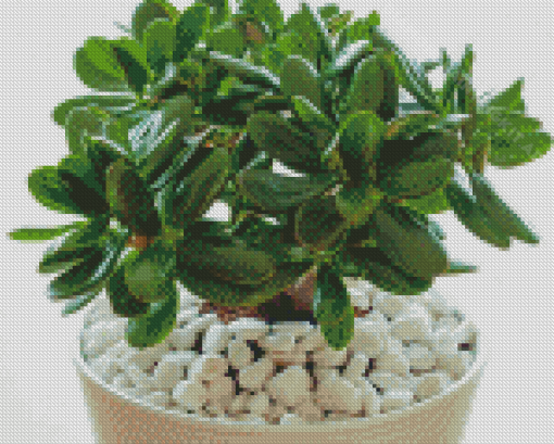 Jade Plant Diamond Painting