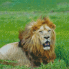 Lion In Grass Diamond Painting