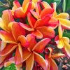 Plumeria Plants Diamond Painting