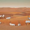 Oryx In Dubai Diamond Painting