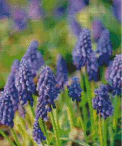 Hyacinth Flower Diamond Painting