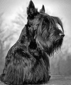 Scottish Terrier Diamond Painting