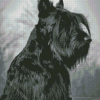 Scottish Terrier Diamond Painting