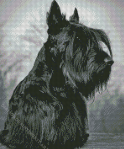 Scottish Terrier Diamond Painting