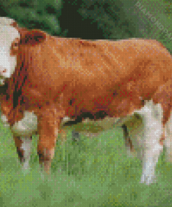 Cattle Cow Diamond Painting