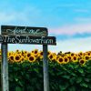 Sunflower Field Diamond Painting