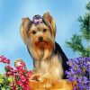 The Yorkshire Terrier Diamond Painting