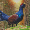 Western Capercaillie Diamond Painting