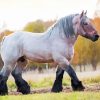 Draft Horse Diamond Painting