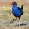 Australasian Swamphen Diamond Painting