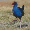 Australasian Swamphen Diamond Painting