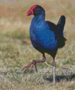 Australasian Swamphen Diamond Painting