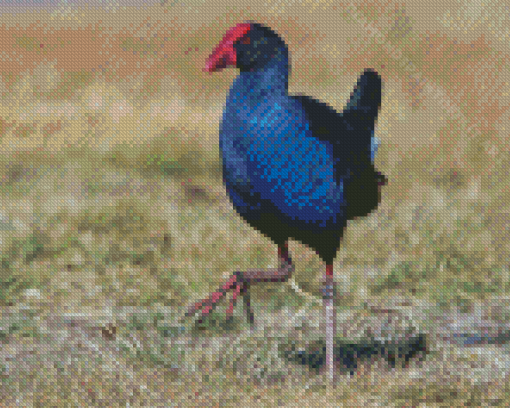 Australasian Swamphen Diamond Painting