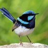 Fairy Wren Bird Diamond Painting