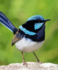 Fairy Wren Bird Diamond Painting