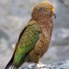 Aesthetic Kea Diamond Painting