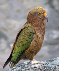 Aesthetic Kea Diamond Painting