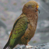 Aesthetic Kea Diamond Painting