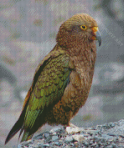 Aesthetic Kea Diamond Painting