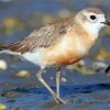 New Zealand Dotterel Diamond Painting