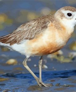 New Zealand Dotterel Diamond Painting